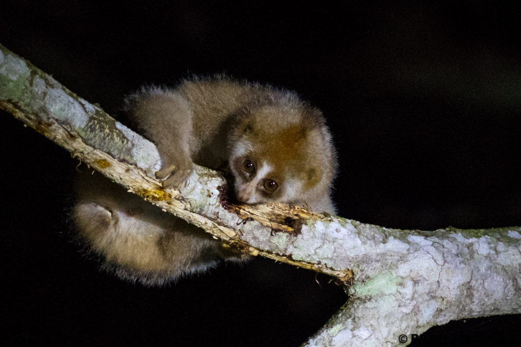 slow loris sepilok