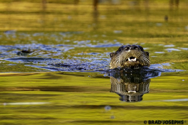 river otter