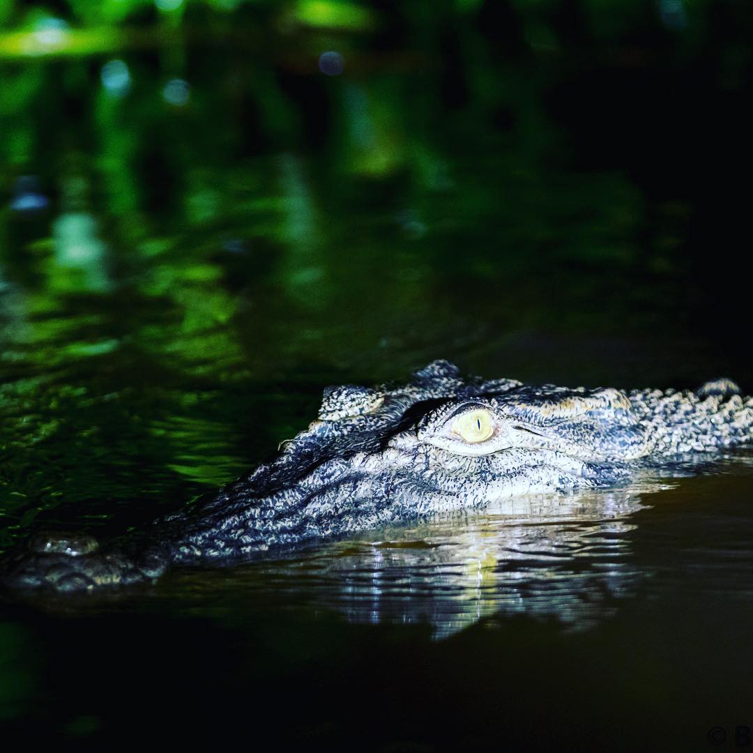 huge salty, saltwater croc, crocodile in Borneo, kinabatangan river crocodile