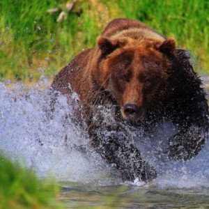 bear charges group of tourists, Alaska, bear attack, grizzly