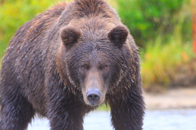 Kodiak-Katmai Bear Viewing Webinar featuring Images, Pictures of Alaska ...