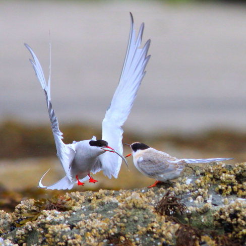 alaska birds, natural habitat adventures, brad josephs