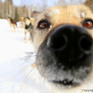 sled dogs, alaska