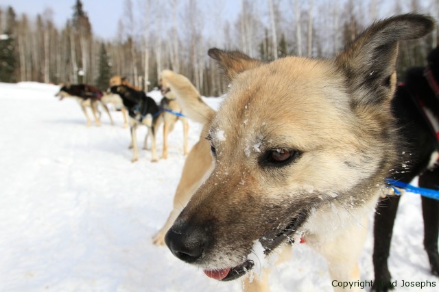 seld husky, malemutes, racing, brad josephs