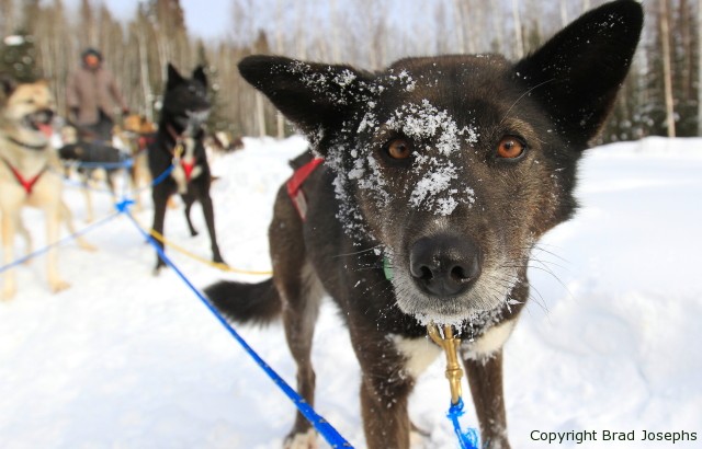 sled dogs, alaska, yukon quest, fairbanks, brad josephs