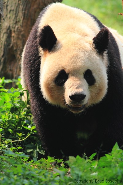 picture of giant panda, chengdu, 