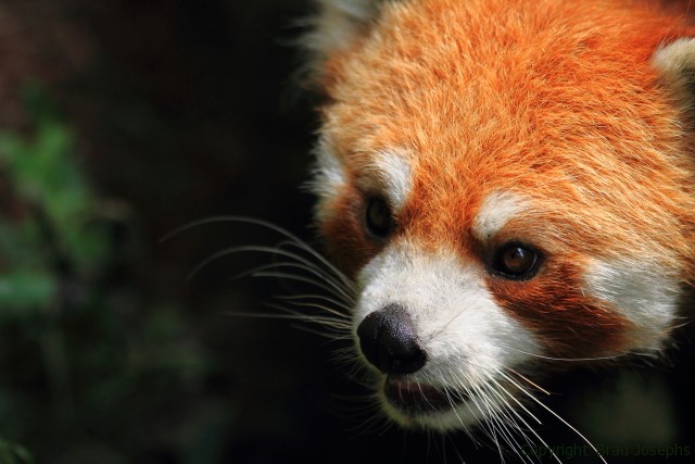 red panda, china