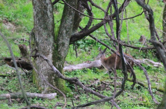 picture of musk deer,  china