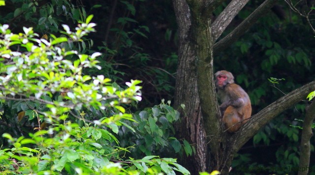 rheesus macaque, sichuan china, image, picture, photo, chinese wildlife photography expedition