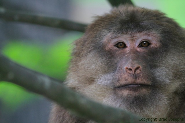 chna wildlife expeditions, images, sichuan, tibetan macaque, brad josephs bears