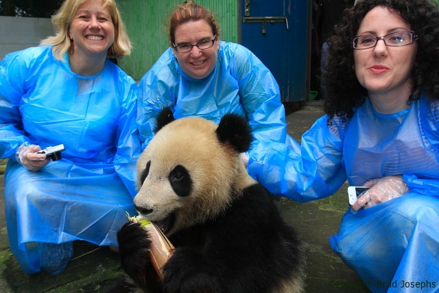 image of panda cub