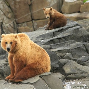 mom and spring cub, grizzly