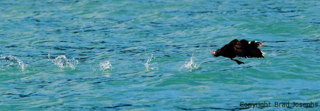 image of surf scoter, alaska