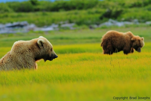 image of bears, pictures of alaska brown bears, photography of alaska