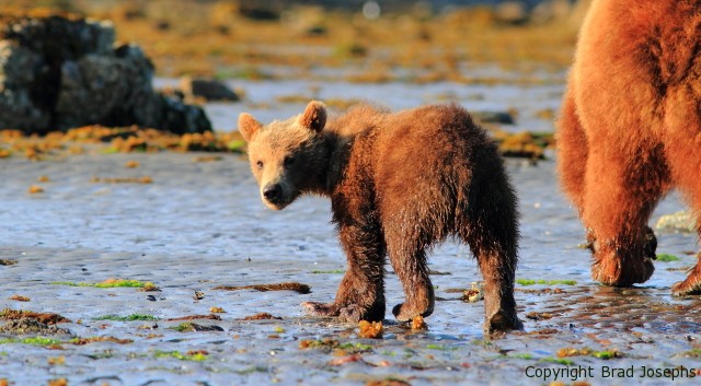 Stop the Pebble Mine to Protect Alaska's Widl Bears