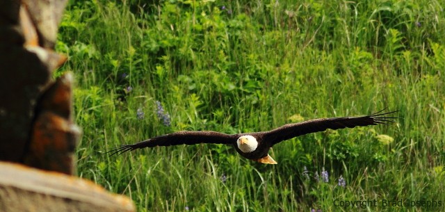 image of alaska bald eagle