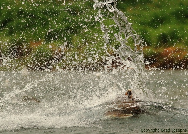 underwater grizzly image, fishing for salmon, alaska, brad josephs, ber viewing, image