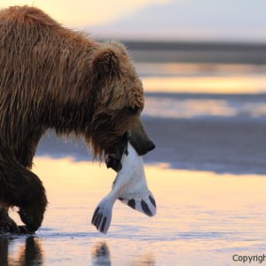 Grizzly brings a flounder to the beach, brad josephs image of bears, alaska