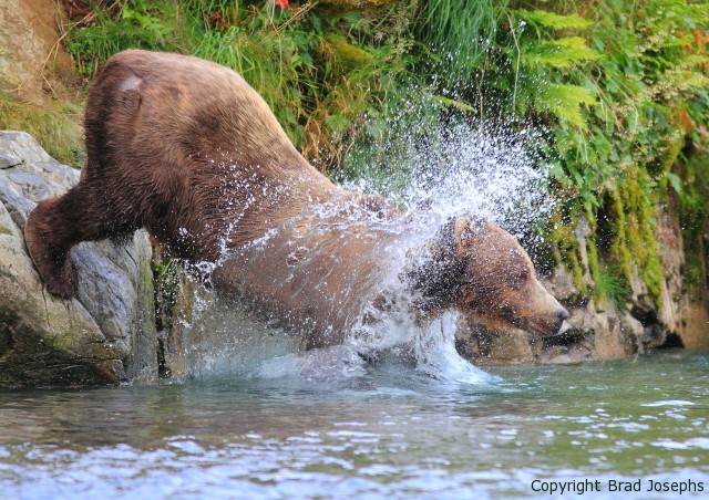 huge bear fishing off rock, katmai