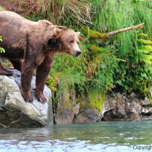 grizzly image alaska