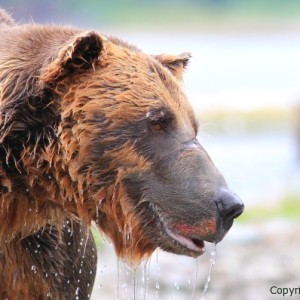 giant male grizzly