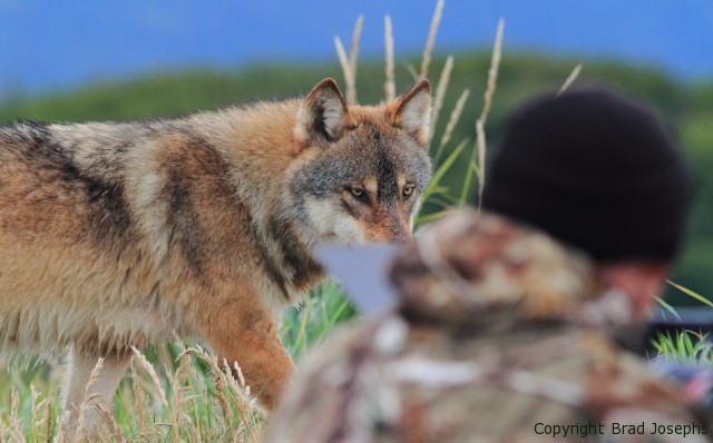 rolf stienman and a wolf