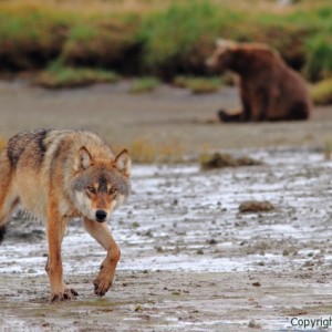 image of bear and wolf together, alaska, picture, photo, grizzly bear and wolf, brad josephs