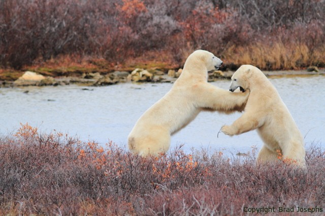 polar bear fight, polar bears fighting, arctic images, brad josephs