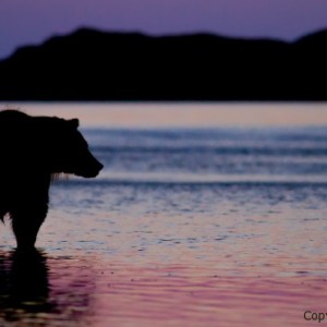 natural habitat adventures photo tours, brad josephs, NHA, alaska, images, image