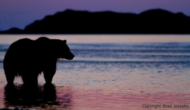 natural habitat adventures photo tours, brad josephs, NHA, alaska, images, image