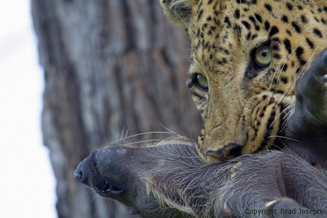 duma tau male kills warthog, linyanti, botswana