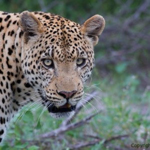 image of giant male leopard, chitabe ledibe camp, botswana, brad josephs