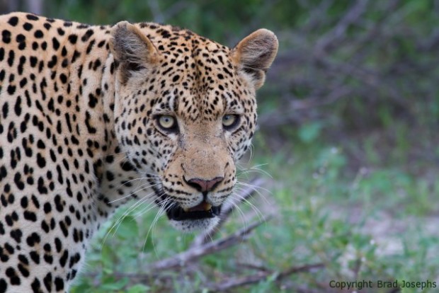 image of giant male leopard, chitabe ledibe camp, botswana, brad josephs