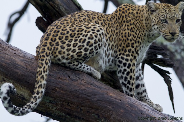 leopard, africa, images, pictures, photos of leopards, Brad josephs