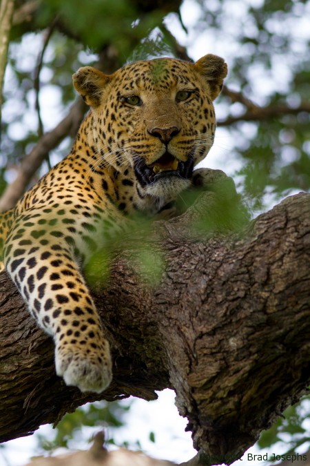 image of leopard