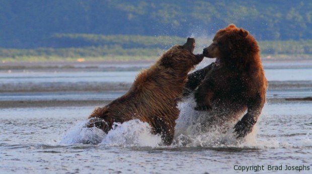 bear fight picture