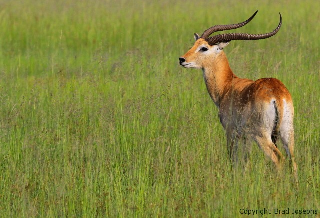 red lechwe