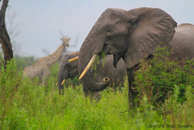 giraffe and elephants, image, picture, africa, brad josephs