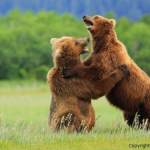 picture, photo of fighting bears