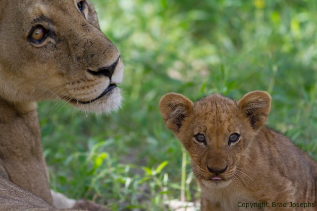 lion family, tiny lion cubs