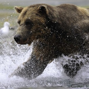 great bear stakeout, discovery, bbc, image, brad josephs