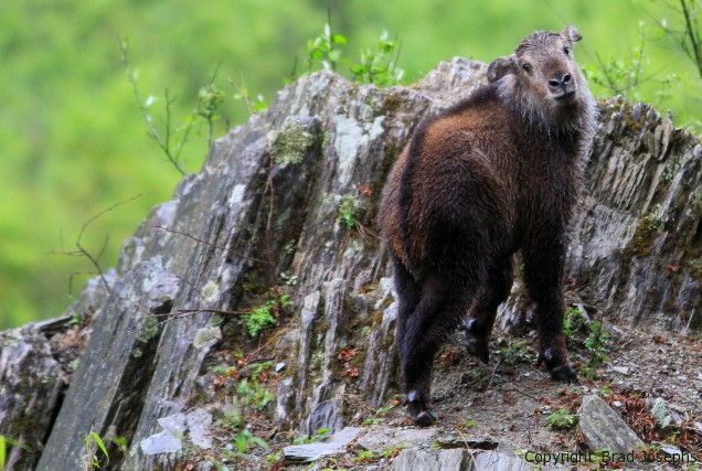 photo of takin baby, golden takin calf picture, image of takin