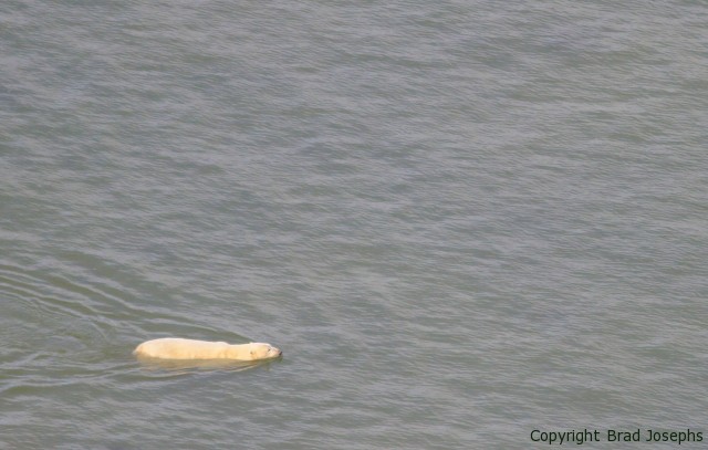 polar bear swimming image, water, picture of swimming polar bear