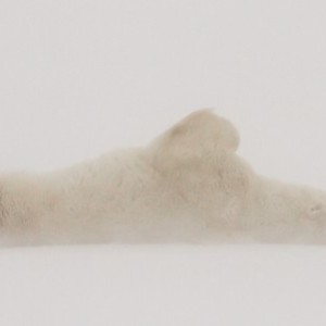 picture of polar bear, polar bear photography trip, expedition, tour