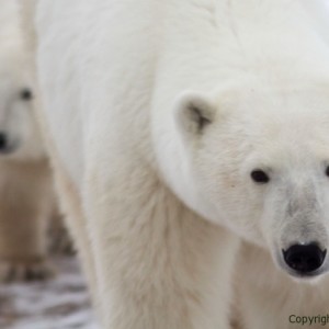 picture, image, photo of mother polar bear and cub, churchill manitoba, 2013