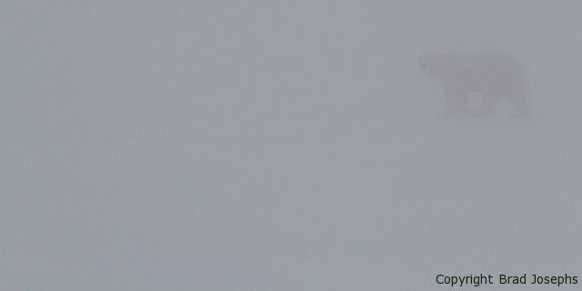 polar bear vs blizzard, churchill, manitoba, brad josephs