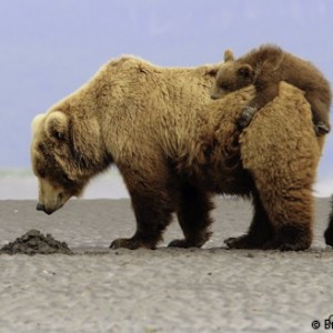 mother bear picture, grizzly mother image