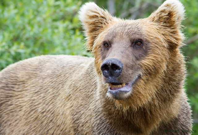 sow grizzly, mother bear, picture of mother grizzly