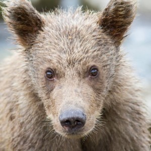 grizzly cub very close, kaflia bay, katmai