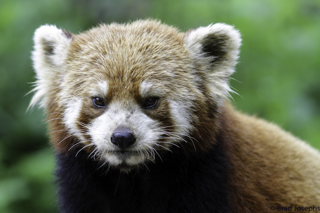 red panda picture, chengdu, sichuan